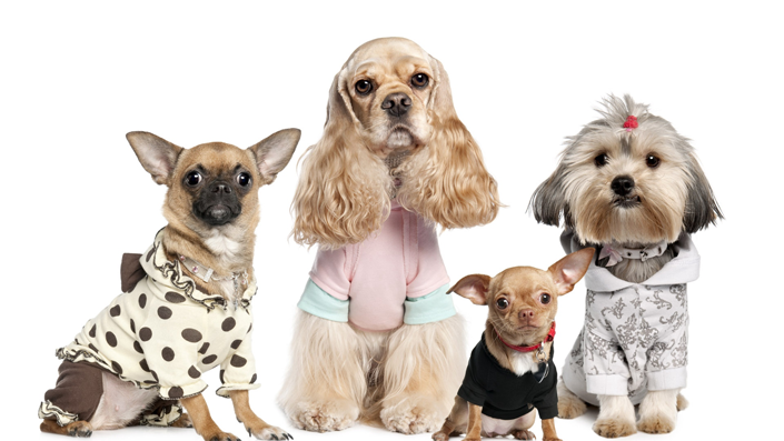 Revolutionize Your одежда для собак With These Easy-peasy Tips